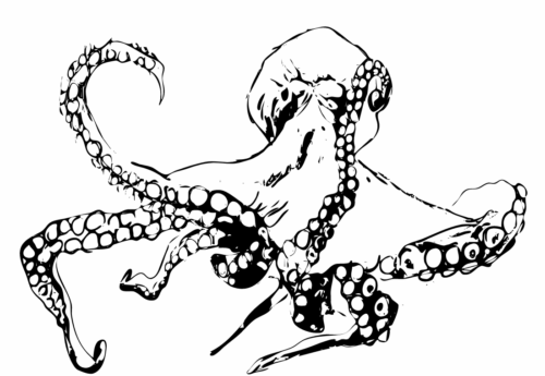 Octopus