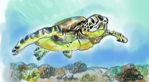 SeaTurtle